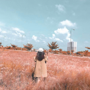 pink meadow 